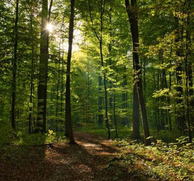 Forêt domaniale de Senonches - Les horizons de la vallée de l'Eure