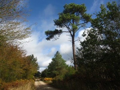 Promenade des arbres remarquables