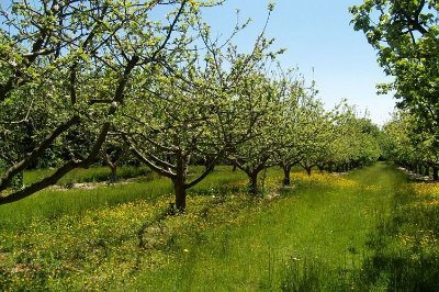 Promenade dans la cité de la pomme