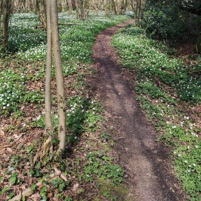 Vers le Bois de la Tombette