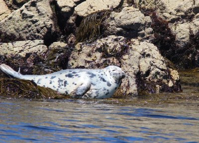 Les landes michelaises
