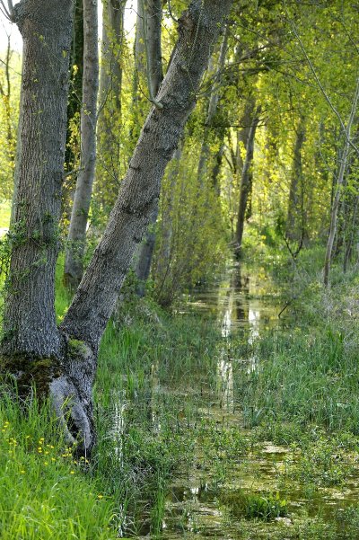 PR La Forêt de Jumièges