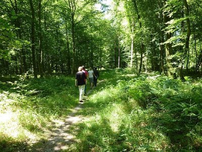 La Forêt d'Arelaune