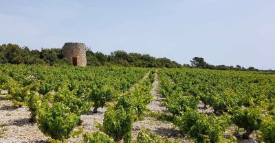 BOUCLE CYCLO N°6 - LE VIGNOBLE DU MINERVOIS ET DU SAINT-CHINIAN