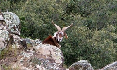 RANDONNEE DES BALCONS VOLCANIQUES