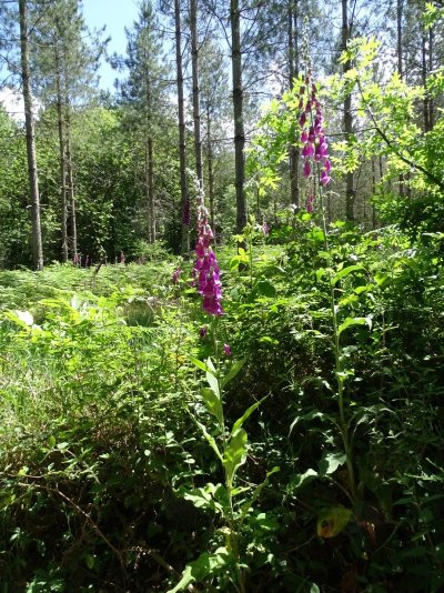 La flèche - Le Gué Cartrain