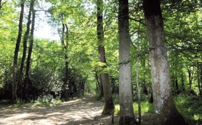 Les chemins du charbon de bois