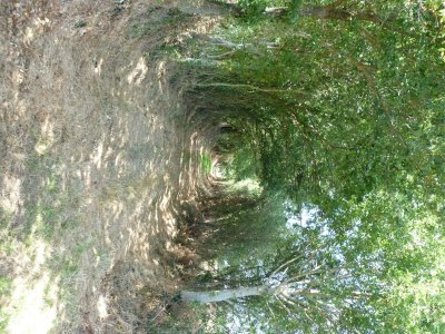 N°41 : Sur la Via Turniacensis