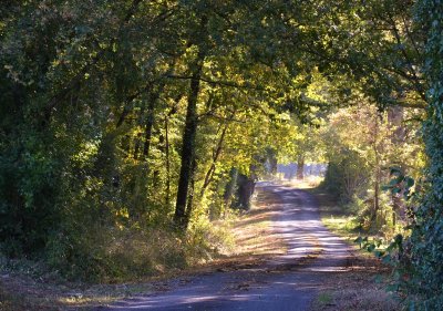 SENTIER DE RANDONNÉE BALADE EN FORÊT À LINIÈRES BOUTON