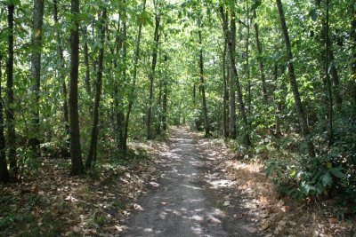 Tour de la forêt de Pincé