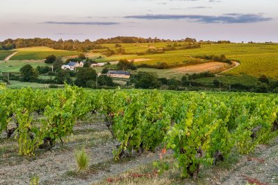 FAYE D'ANJOU - 53 - FORETS ET VIGNES