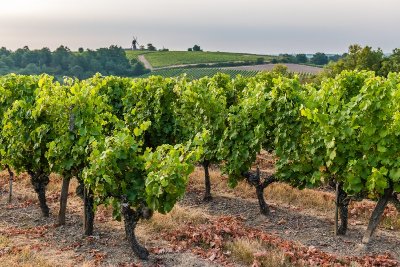 THOUARCE - 51 - COTEAUX DE BONNEZEAUX