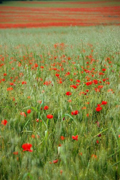 Circuit des passerelles