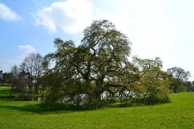 Circuit des Platanes