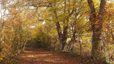 Circuit des papillons