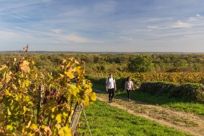 DAMPIERRE-SUR-LOIRE - AU COEUR DU VIGNOBLE
