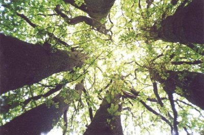 Randonnée "Les 6 chênes"