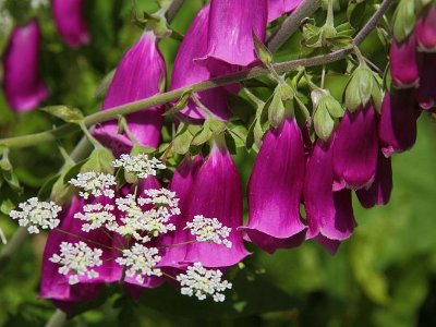 Circuit botanique du petit Aumarin