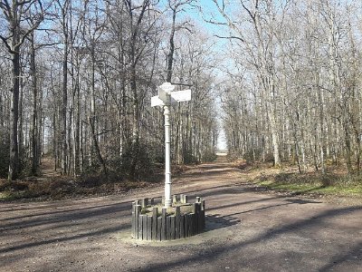 Thoiré-sur-Dinan - Le chêne Boppe