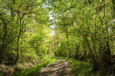 Senteurs de sous-bois
