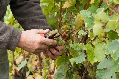 Marçon - Randonnée à travers le vignoble