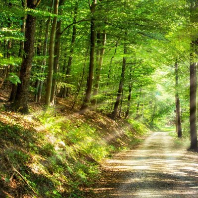 SENTIER DE RANDONNÉE MARAIS: FAUNE ET FLORE -BRION