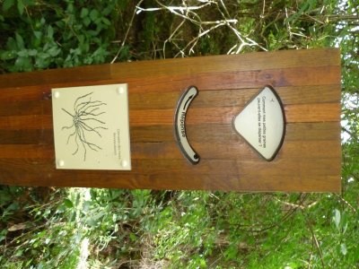 N°42 : Circuit botanique