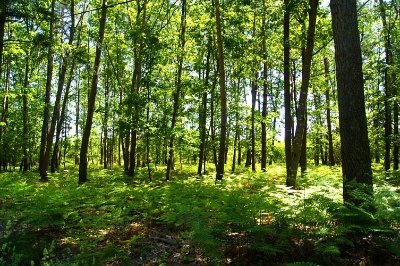 Circuit de randonnée : Sablonnière et château noir
