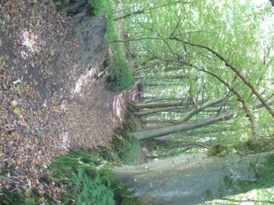 N°22 : Au fil des ruisseaux