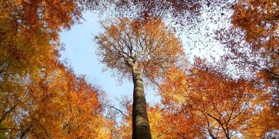 Mayet - Le tour du pylône par la forêt de Bercé