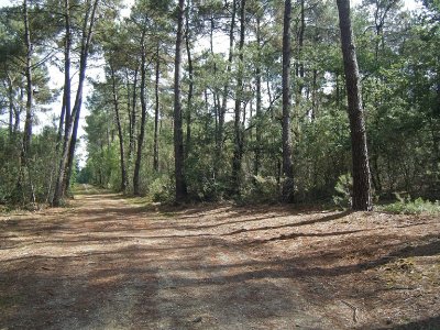 Sentier de randonnée pédestre "en forêt de Boudré"