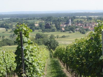 Circuit de randonnée: Sentier viticole de Wuenheim