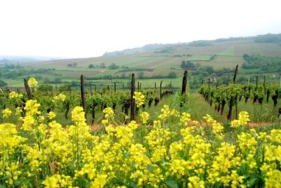 Randonnée Colline du Jesselsberg