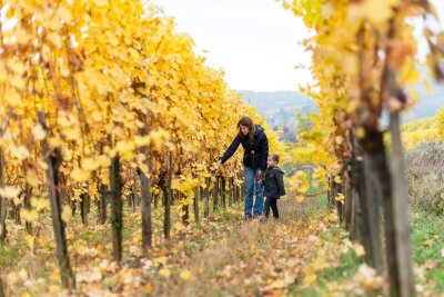 Circuit de randonnée: le vignoble de Guebwiller