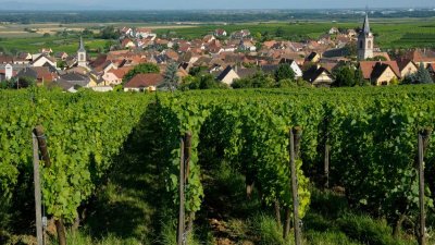 Sentier d'interprétation 'La viticulture moderne'