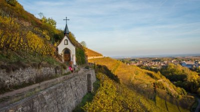 Marche santé Sentier viticole du Rangen
