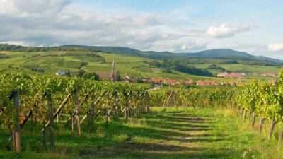 Sentier viticole de Blienschwiller - Du cep au verre