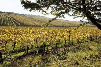 Randonnée Escapade dans le vignoble de Dorlisheim