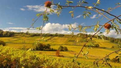 Sentier viticole du Husaren