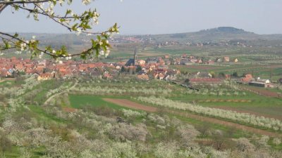 Sentier découverte et viticole de Westhoffen