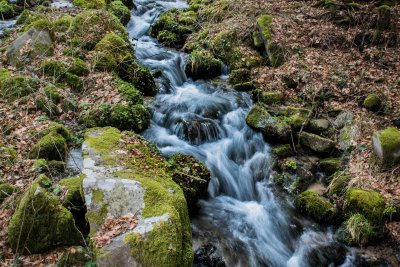 Balade ferme-auberge Glashutte : dans la forêt du Belchenwald