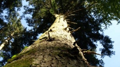 Le Sentier des Grands Arbres d'Oltingue