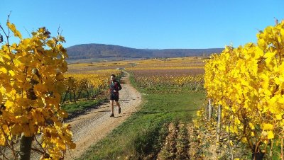 Circuit de randonnée ou de trail : tour du Bollenberg