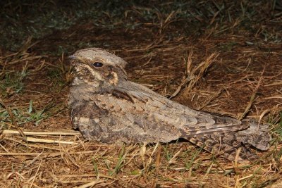 Plaines agricoles de Puymirol