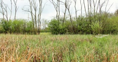 Le Marais de Massilly