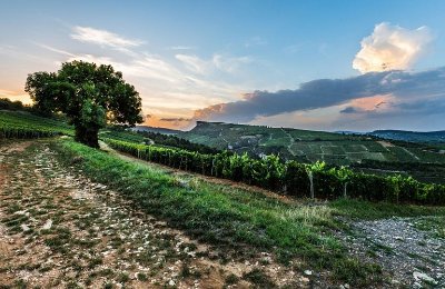 Entre vignes et roches