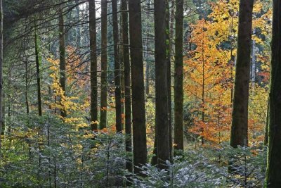 L'homme et la forêt
