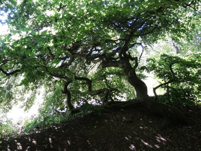 Les hêtres tortillards de Sionne