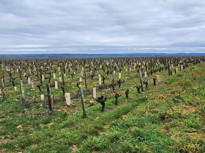Depuis un beau panorama sur le vignoble de Saint-Andelain