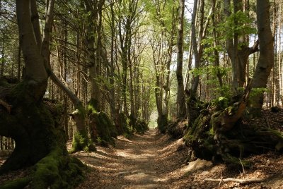 Hêtres tortueux - la Pierre Châtel